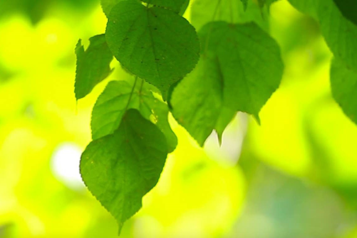 rörlig bild: löv som rör sig